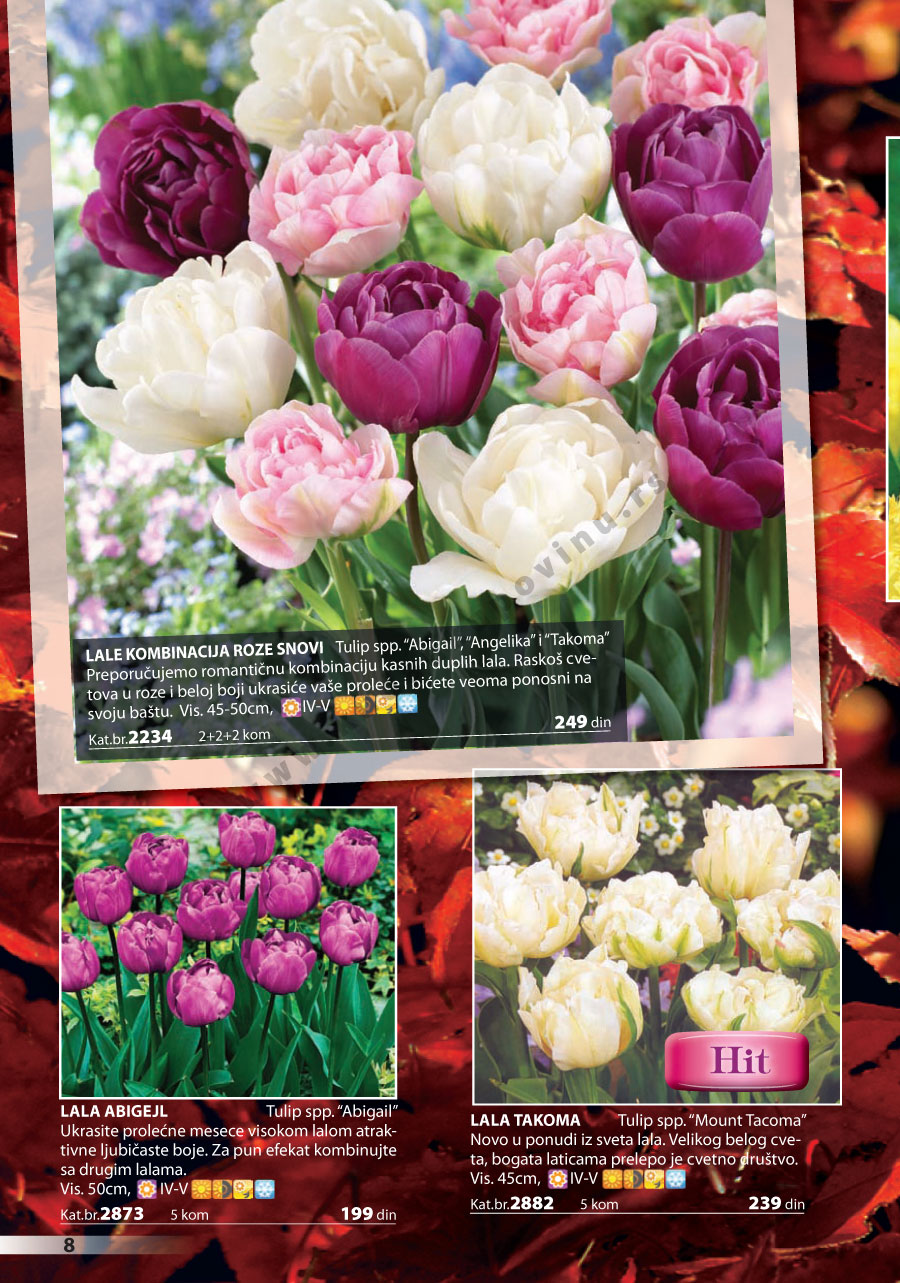 Katalog Akcija