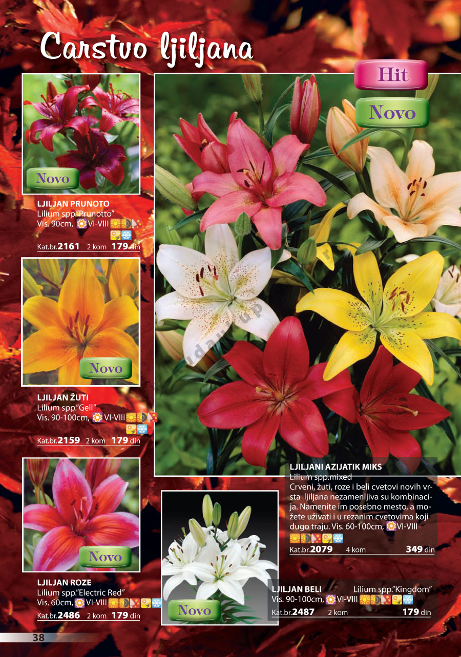 Katalog Akcija