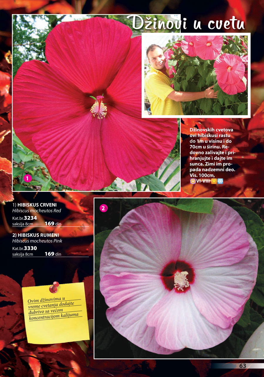 Katalog Akcija