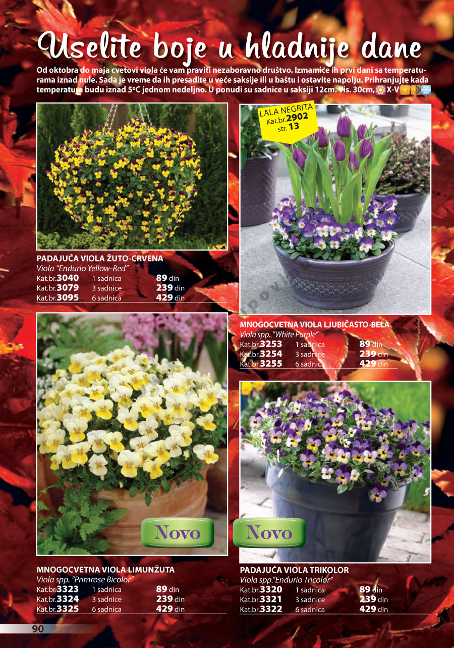 Katalog Akcija