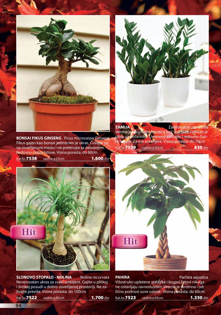 Katalog Akcija
