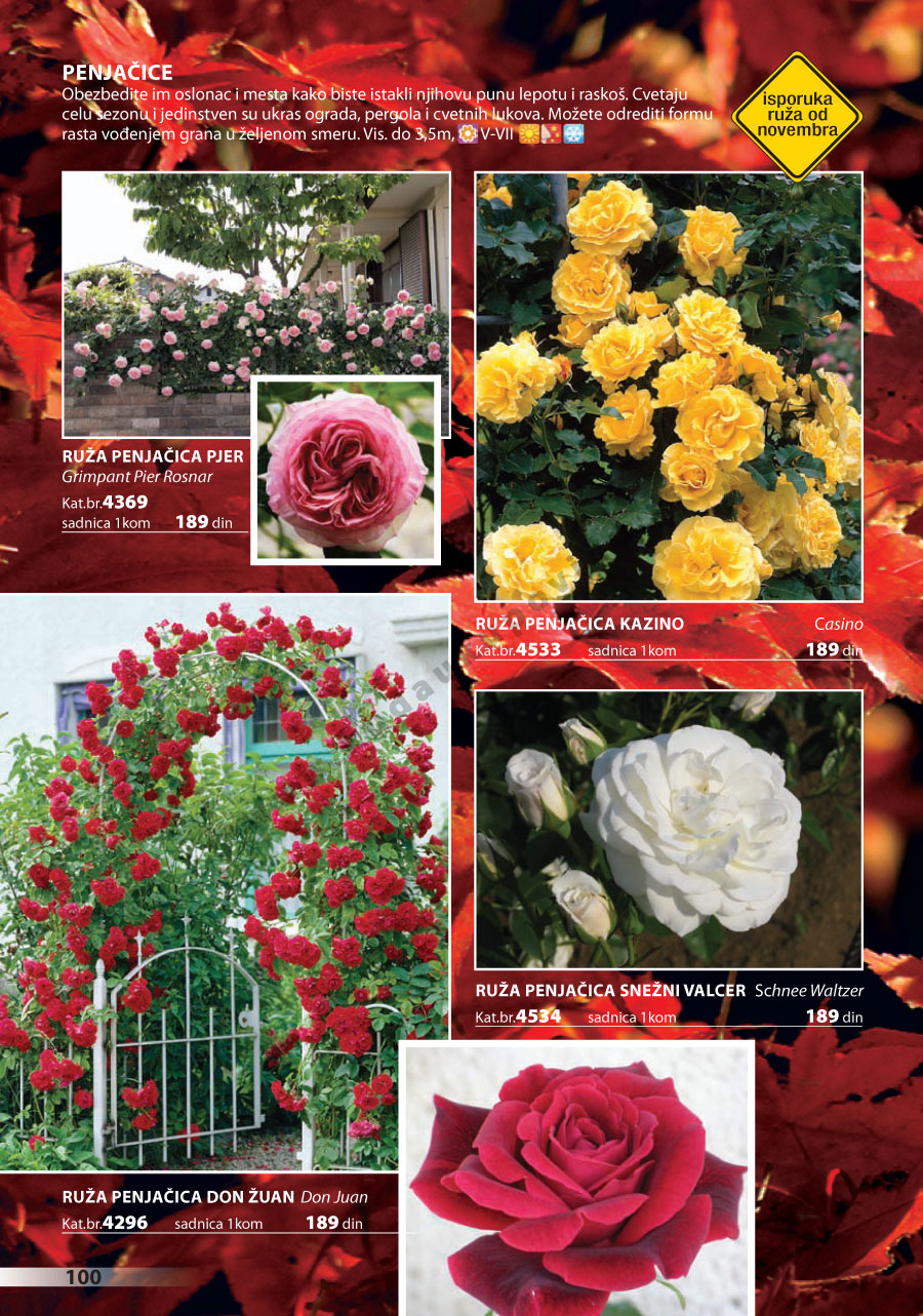 Katalog Akcija