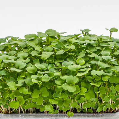 Seme mikro bilja  - Zelena dekoracija iz saksije