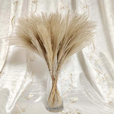 Elegantna trska - ukrasni pampas za dekoraciju doma