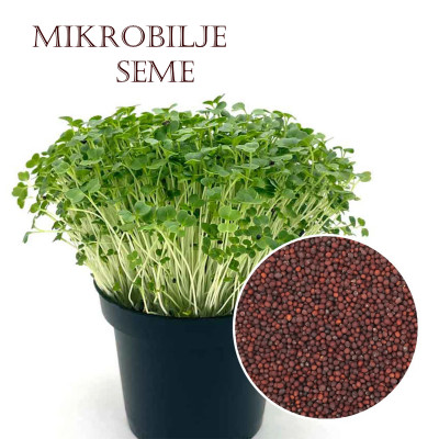 Seme mikro brokolija - Superhrana i Vašoj saksiji