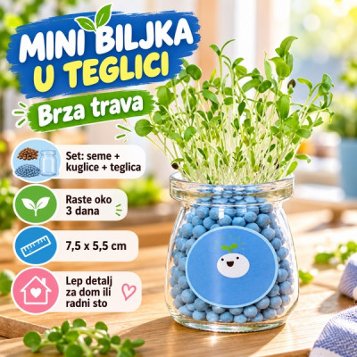 Dekorativna prirodna sobna mini biljka u teglici