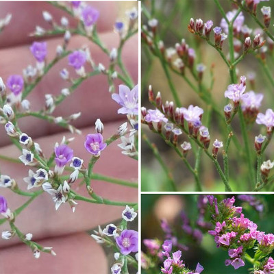 Seme morske lavande - ljubavna trava u sitnim cvetićima
