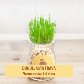 Dekorativna prirodna sobna mini biljka u teglici