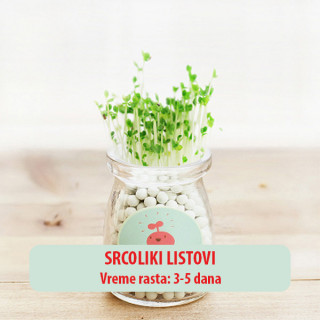 Dekorativna prirodna sobna mini biljka u teglici