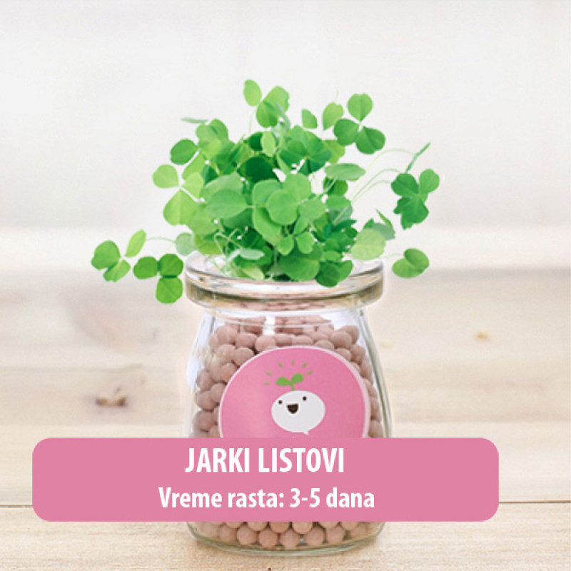 Dekorativna prirodna sobna mini biljka u teglici