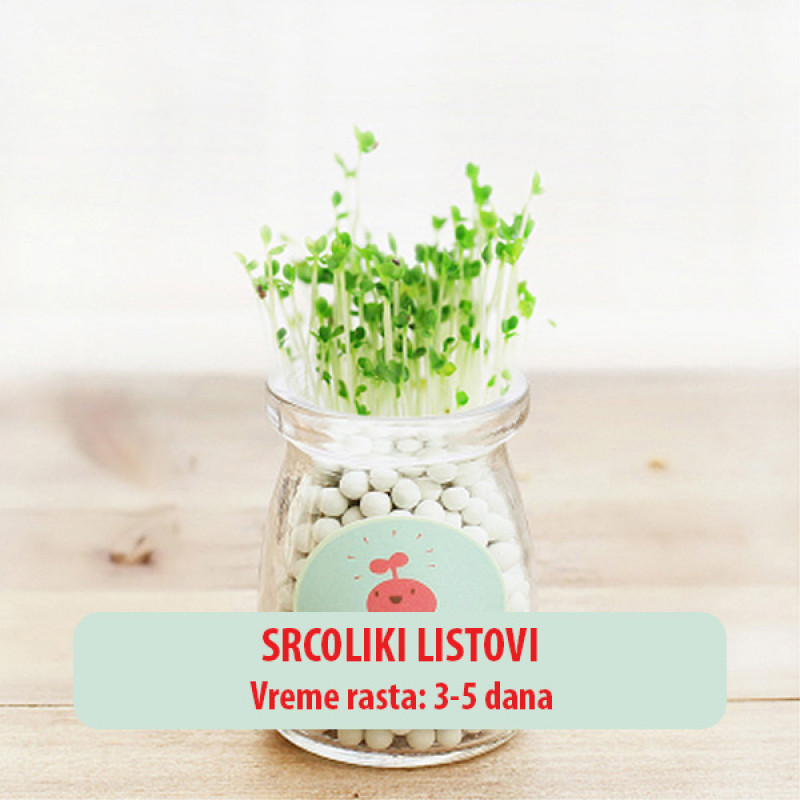 Dekorativna prirodna sobna mini biljka u teglici