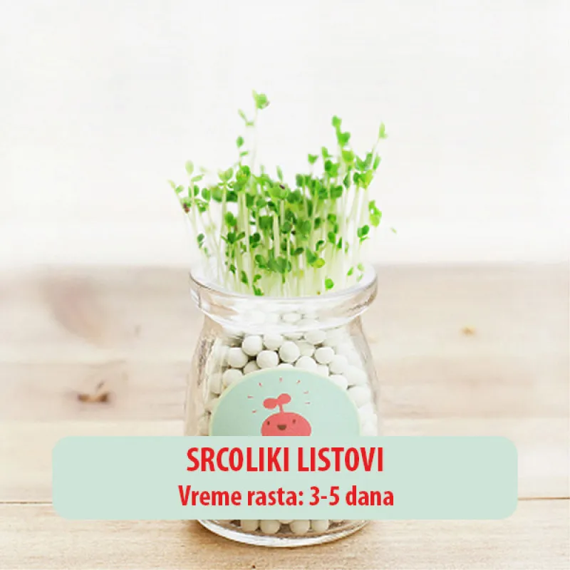 Dekorativna sobna mini biljka u teglici