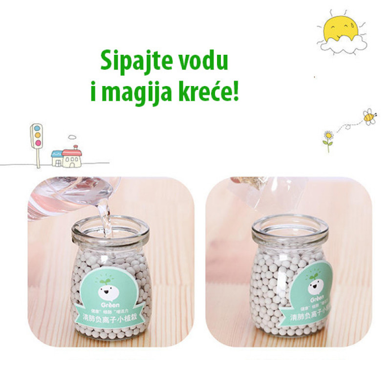 Dekorativna prirodna sobna mini biljka u teglici