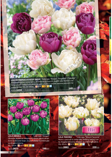 Katalog Akcija