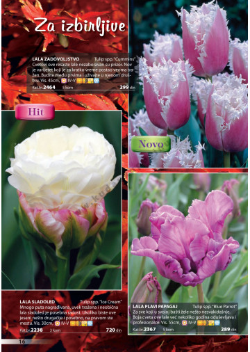 Katalog Akcija