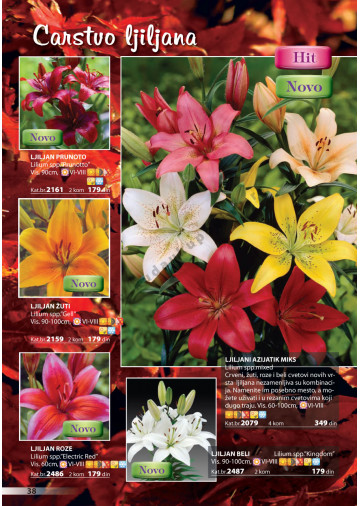 Katalog Akcija