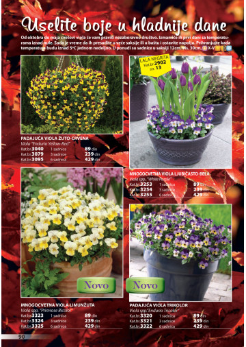 Katalog Akcija