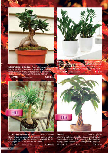 Katalog Akcija