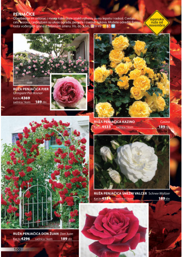 Katalog Akcija