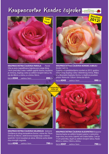 Katalog Akcija