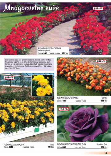 Flora Ekspres Katalog Akcija Cvece 15 01 15 02 2013 Kuda U Kupovinu