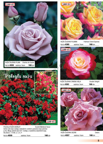 Flora Ekspres Katalog Akcija Cvece 15 01 15 02 2013 Kuda U Kupovinu