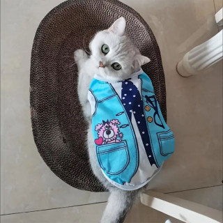 Blue Suit - Odelce sa kravatom  za pse i mačke