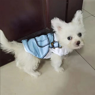 Sailor dog - Mornarsko odelance za pse i mačke