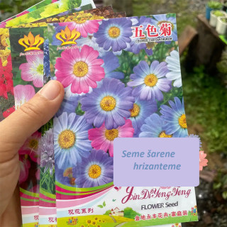 Seme šarene hrizanteme - cvet u bojama nežnosti