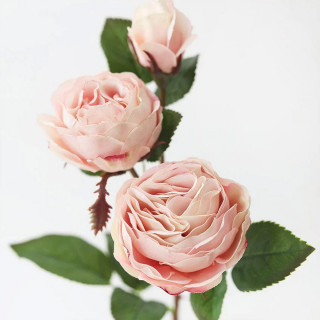 Rose branch - Grančica ruže sa tri cveta