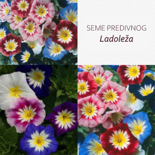 Seme niskog ladoleža - cvet ljubavi i slobode