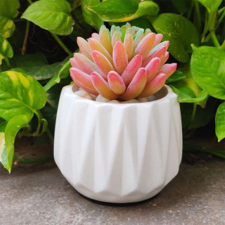 Mini flower pot - Mini dekorativne saksije 