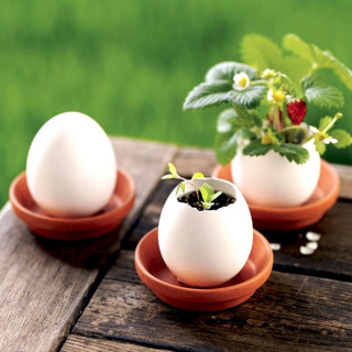 Lucky Egg - Prava biljka iz jajeta
