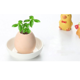 Lucky Egg - Mini dekorativna biljka u obliku jajeta