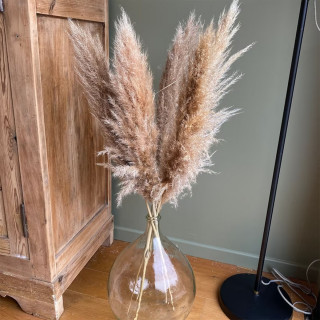 Elegantna trska - ukrasni pampas za dekoraciju doma