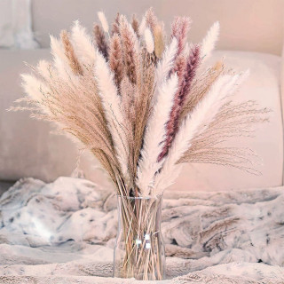 Elegantna trska - ukrasni pampas za dekoraciju doma