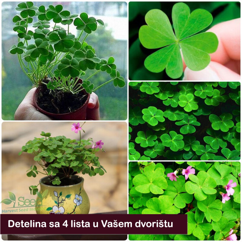 Seme deteline sa 4 lista - za srećni travnjak