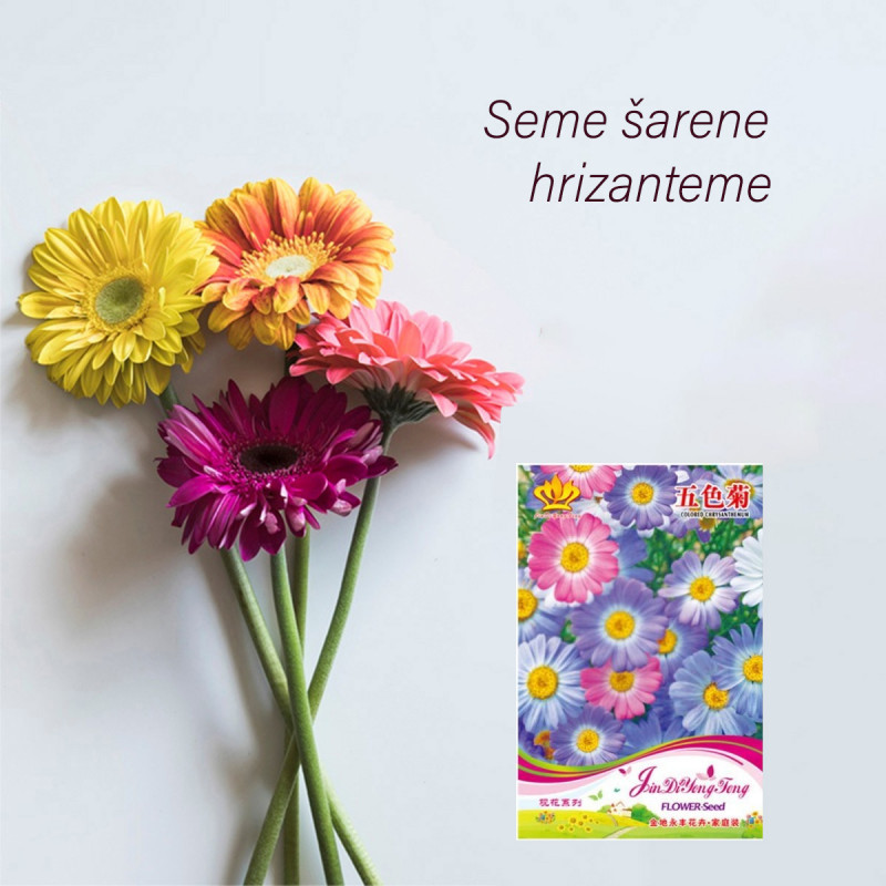 Seme šarene hrizanteme - cvet u bojama nežnosti