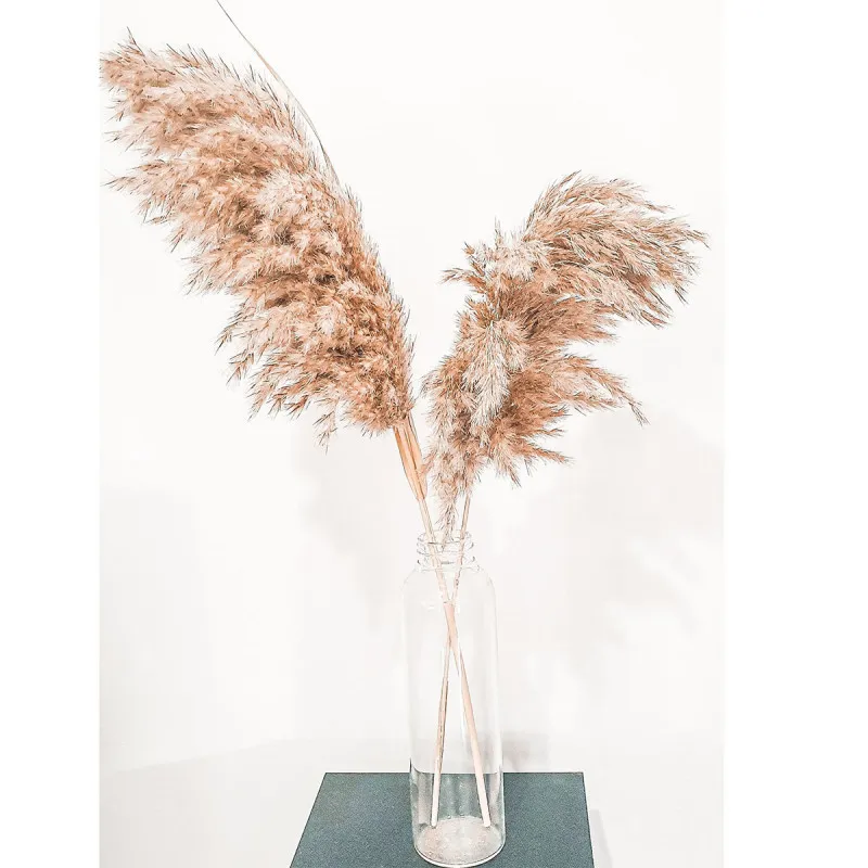 Elegantna trska - veliki ukrasni pampas za dekoraciju doma 110 cm