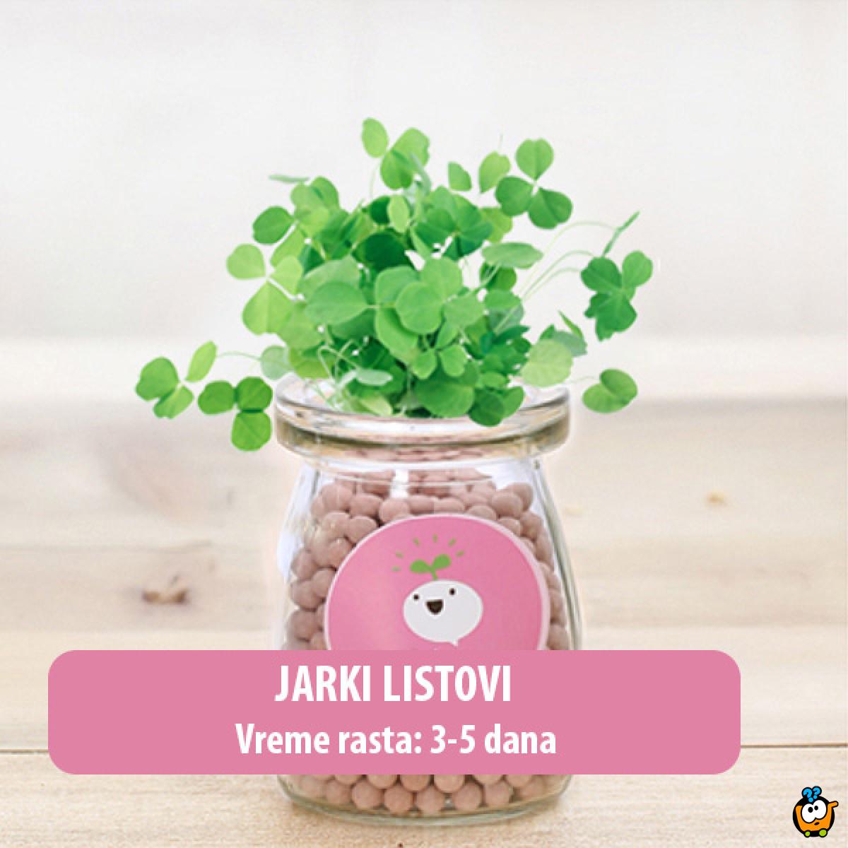 Dekorativna prirodna sobna mini biljka u teglici