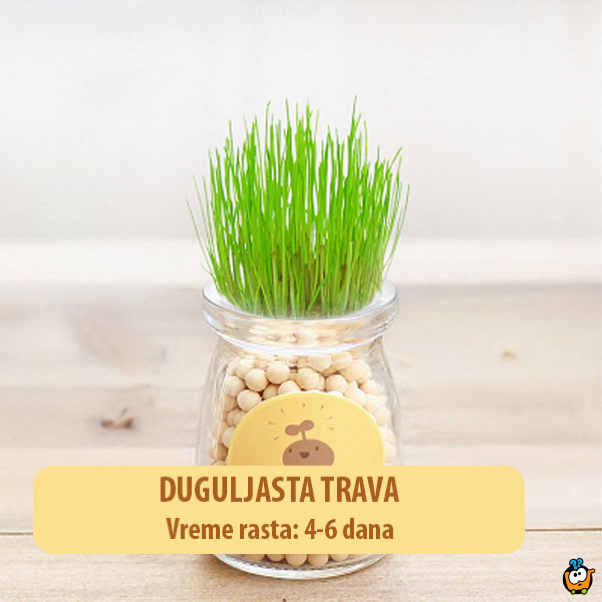 Dekorativna prirodna sobna mini biljka u teglici