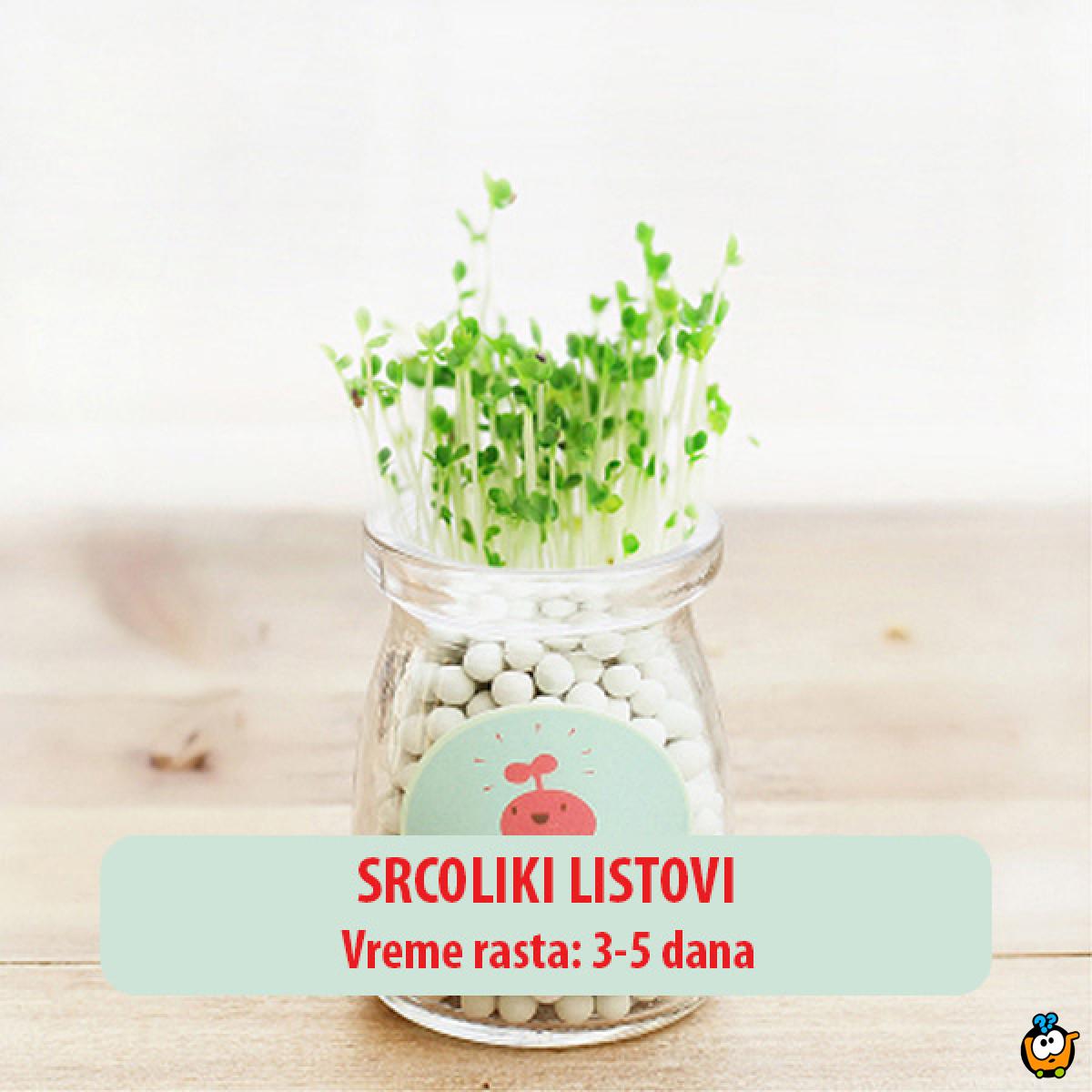Dekorativna prirodna sobna mini biljka u teglici