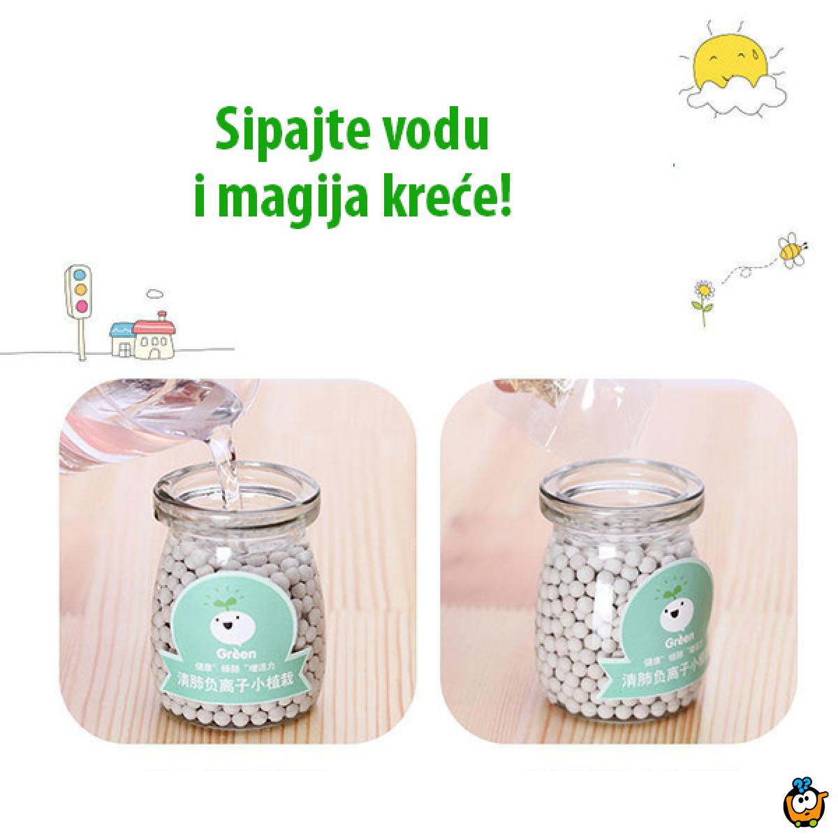 Dekorativna prirodna sobna mini biljka u teglici