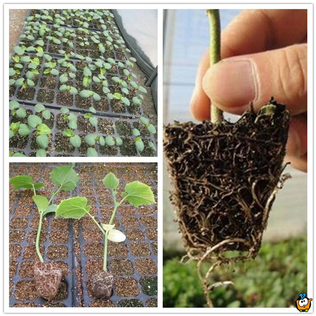 Mini rasadnik - Praktična modla za rasađivanje biljaka