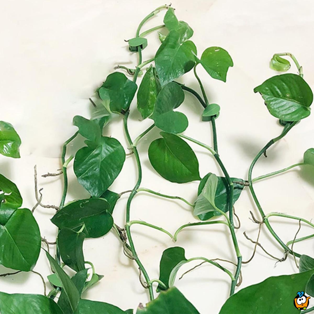 Plant clips - listići držači za biljke