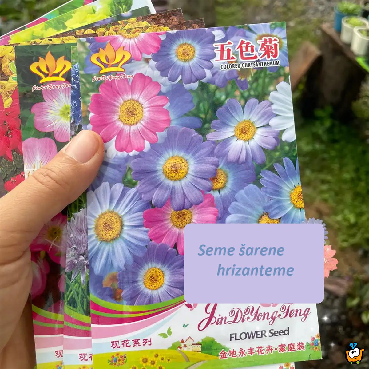 Seme šarene hrizanteme - cvet u bojama nežnosti