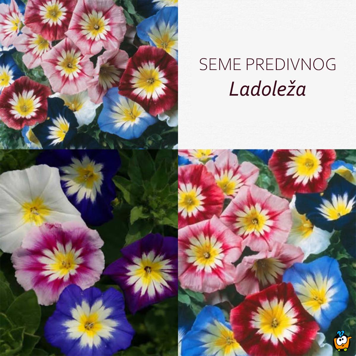 Seme niskog ladoleža - cvet ljubavi i slobode