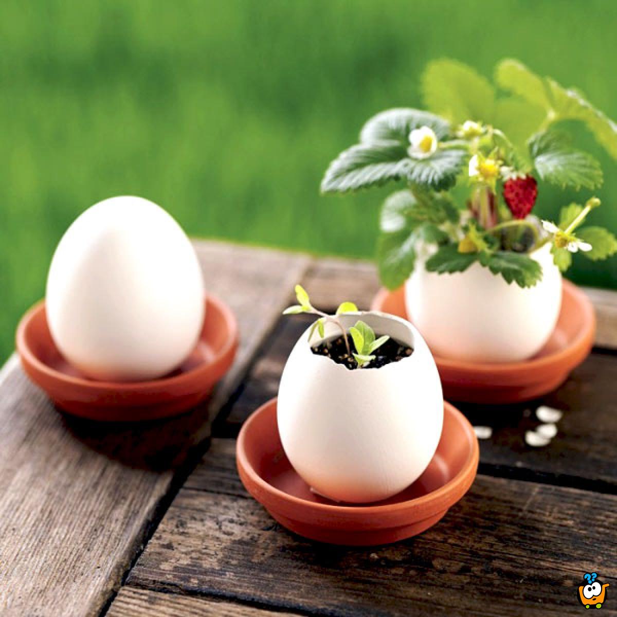 Lucky Egg - Prava biljka iz jajeta