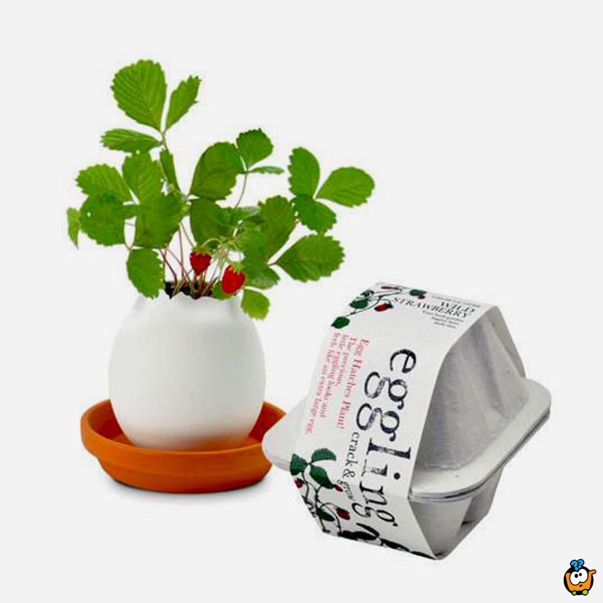 Lucky Egg - Prava biljka iz jajeta