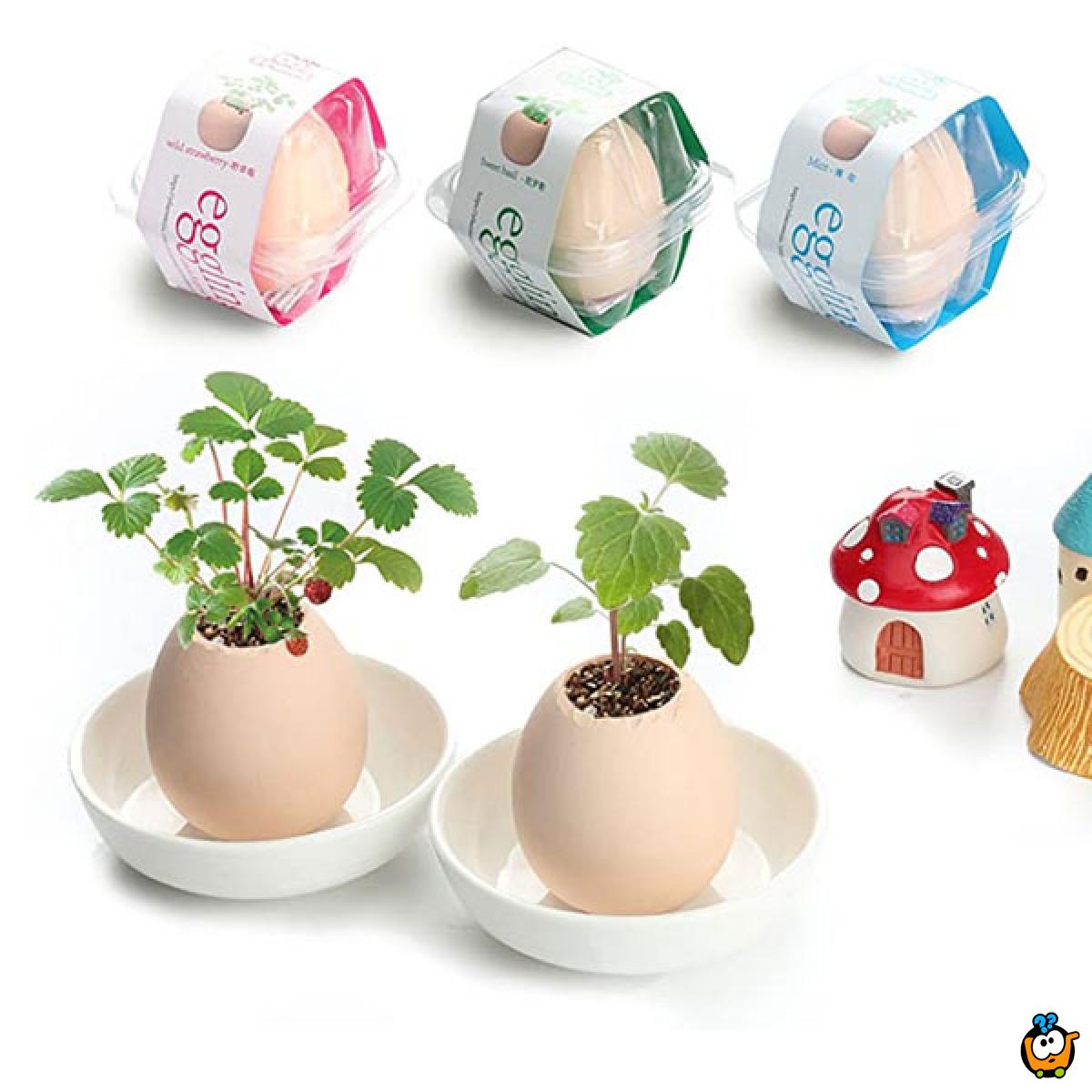 Lucky Egg - Mini dekorativna biljka u obliku jajeta